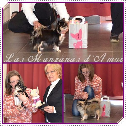 Las Manzanas D'amor - Belgian Chihuahua Club