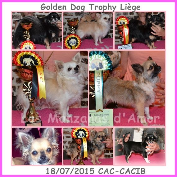 Las Manzanas D'amor - Expo Golden Dog Trophy Liège 2015